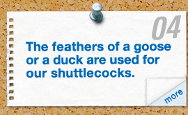 The feathers of a goose or a duck are used for our shuttlecocks.